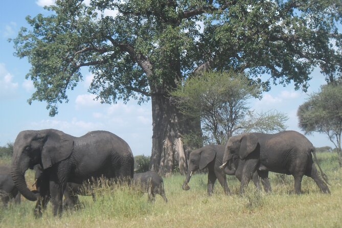 Private Wildlife Encounter at Tarangire National Park - Why the Dry Season Can Be Worth Choosing