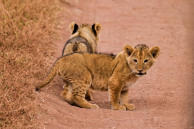 Private Wildlife Encounter at Tarangire National Park - A Private Tour Versus a Shared Safari