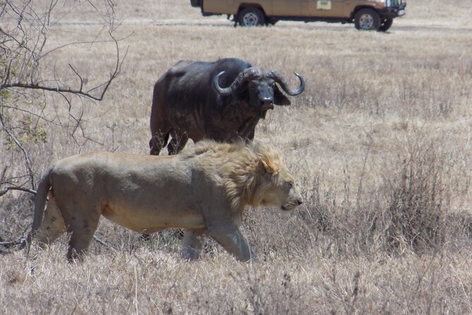 Private Wildlife Encounter at Tarangire National Park - What the Strongest Feedback Tells You