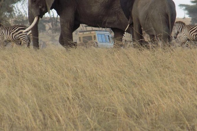 Private Wildlife Encounter at Tarangire National Park - Practical Costs and What You Still Pay