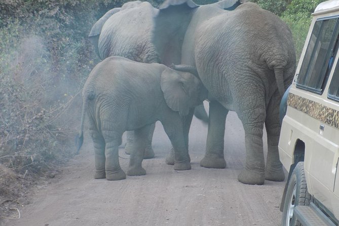 Private Wildlife Encounter at Tarangire National Park - The Afternoon Game Drive and What You May See