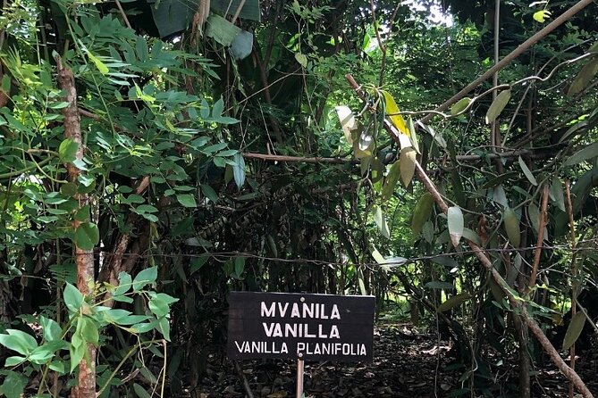 Private Zanzibar Spice Farm Tour - Meeting Zanzibar beyond Stone Town