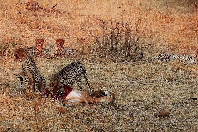 Ruaha National Park And Mikumi National Park Budget Safari 6 Days 5 Nights - Why this six-day route works