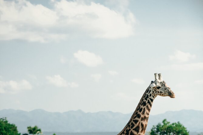 Ruaha National Park And Mikumi National Park Budget Safari 6 Days 5 Nights - Day 6: Morning wildlife in Mikumi, then Dar es Salaam