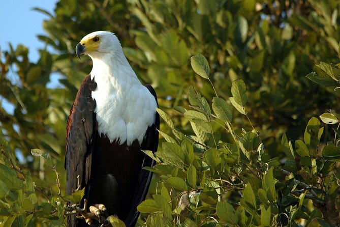 Saadani Day Trip - Should you book the Saadani day trip?
