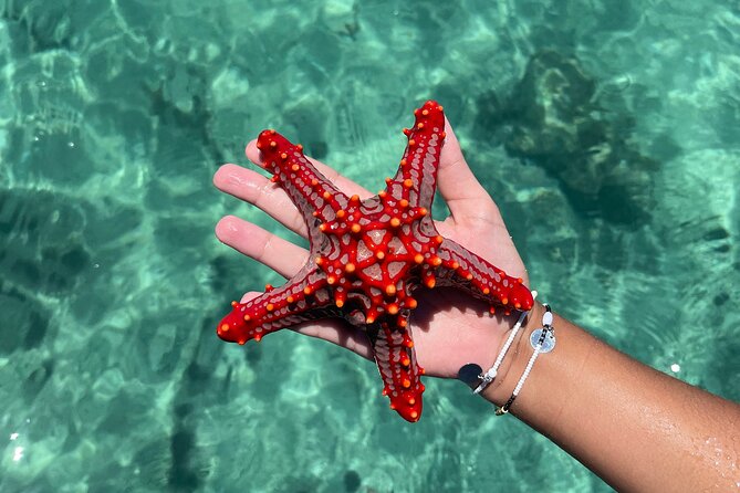 Safari Blue Zanzibar - Snorkeling above Menai Bay’s coral reefs