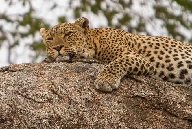 Safari & Culture - Day 3: A full Serengeti game drive