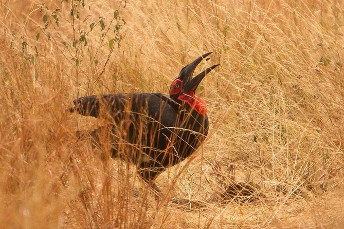 Safari & Culture - Day 4: Down from the Ngorongoro rim