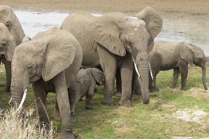 Safari & Culture - Day 6: Return to Arusha and time for shopping
