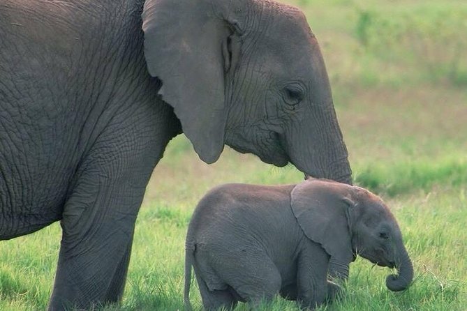Safari in Tanzania 5 days: Manyara, Ngorongoro, Serengeti - Ngorongoro Crater: a concentrated wildlife day