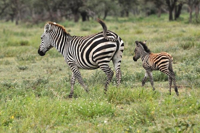 Safari "Kifaru" - 5 days in the most famous Parks in the world - Day two: the Ngorongoro Crater from above and below