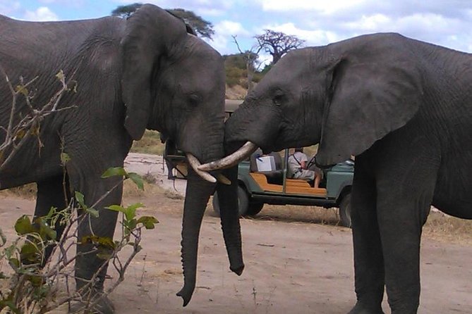 Safari "Kifaru" - 5 days in the most famous Parks in the world - Days three and four: the scale of Serengeti