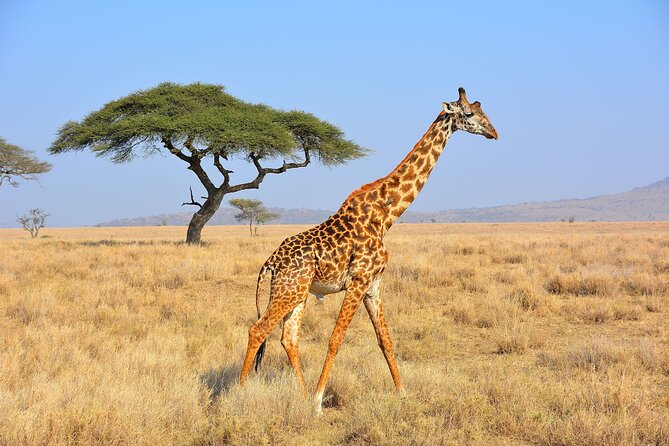 Safari "Kifaru" - 5 days in the most famous Parks in the world - The guide and communication experience