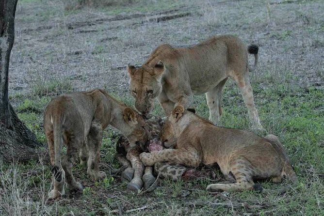 Safari Serengeti And Ngorongoro - Day four: Down into the Ngorongoro Crater