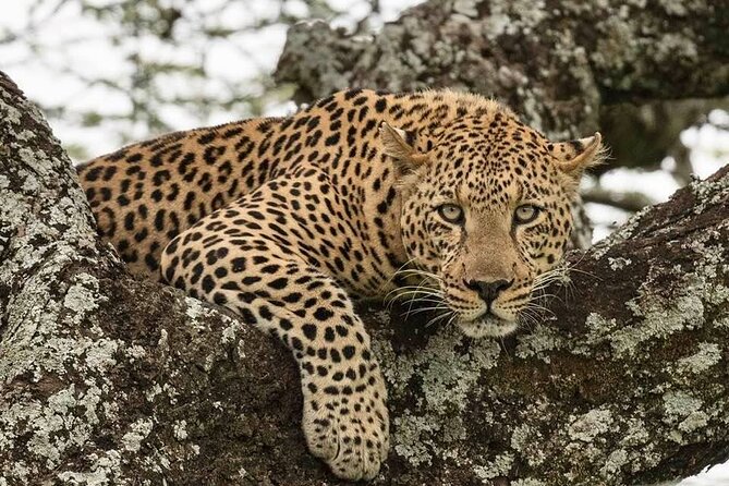 Safari Serengeti And Ngorongoro - Day five: Karatu, shopping, and the return transfer