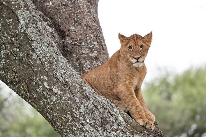 Safari Serengeti And Ngorongoro - Meals, lodges, and what is included