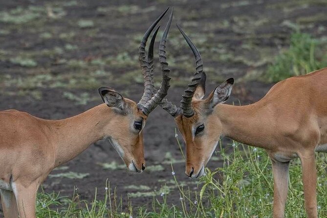 Safari Serengeti And Ngorongoro - Day two: Crossing the highlands into Serengeti