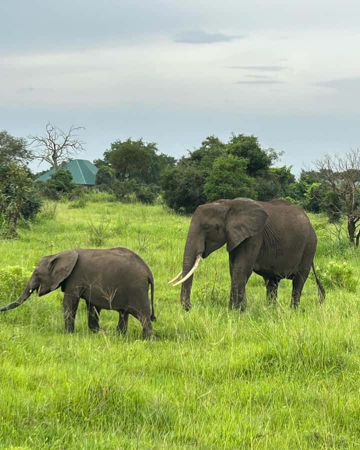 SAFARI WILDLIFE 3 DAYS 2 NIGHT FROM ZANZIBAR TO MIKUMI - Visiting a Maasai village on the first day