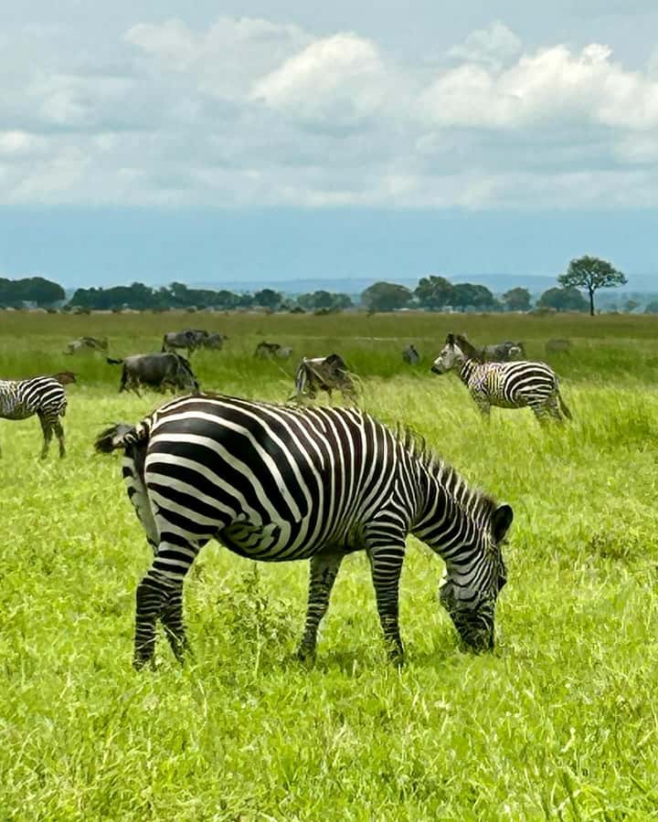 SAFARI WILDLIFE 3 DAYS 2 NIGHT FROM ZANZIBAR TO MIKUMI - What the accommodation is really like