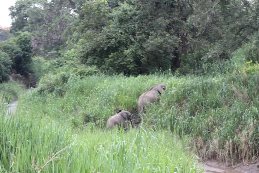 SAFARI WILDLIFE 3 DAYS 2 NIGHT FROM ZANZIBAR TO MIKUMI - The return to Zanzibar on day three