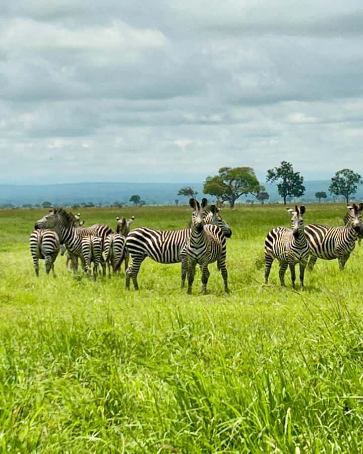 SAFARI WILDLIFE 3 DAYS 2 NIGHT FROM ZANZIBAR TO MIKUMI - Is $760 a fair price?
