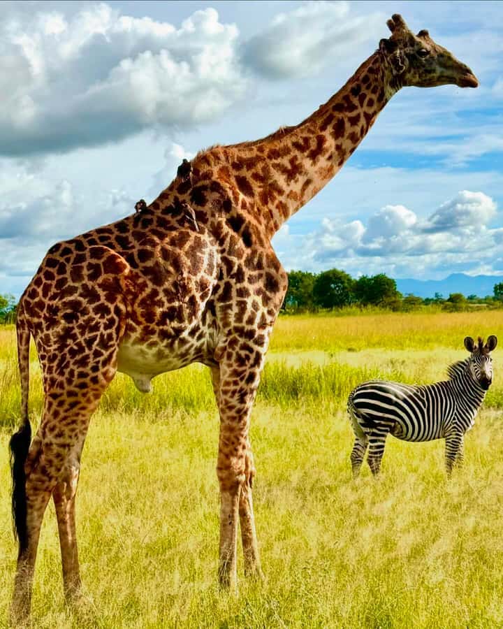 SAFARI WILDLIFE 3 DAYS 2 NIGHT FROM ZANZIBAR TO MIKUMI - Who should book this Mikumi safari?