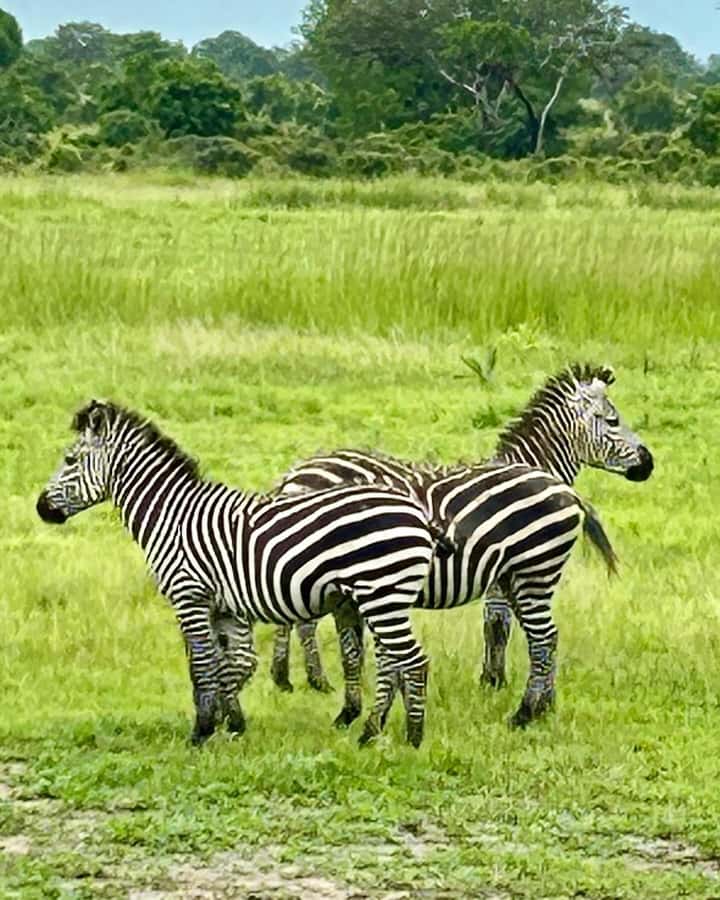 SAFARI WILDLIFE 3 DAYS 2 NIGHT FROM ZANZIBAR TO MIKUMI - Booking details worth checking