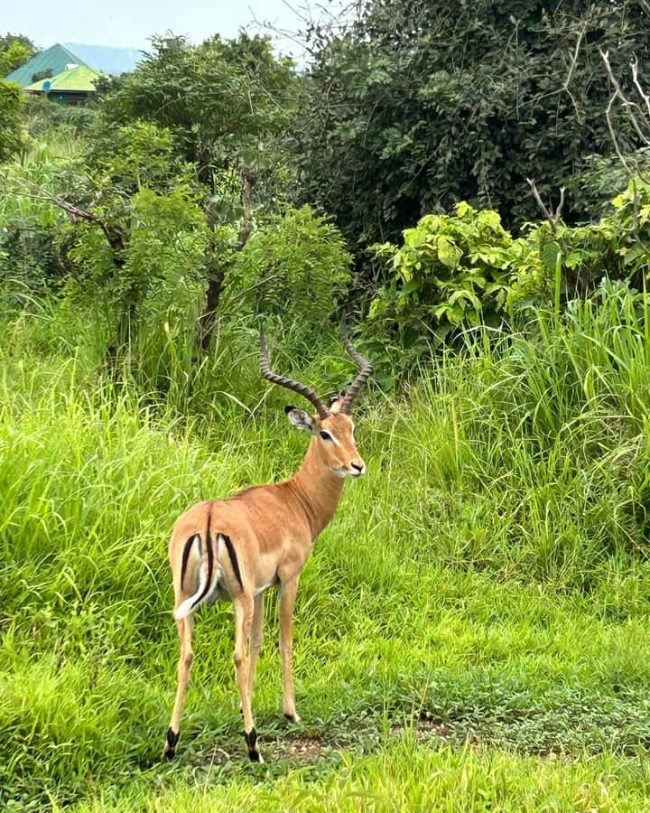 SAFARI WILDLIFE 3 DAYS 2 NIGHT FROM ZANZIBAR TO MIKUMI - Morogoro to Mikumi by road