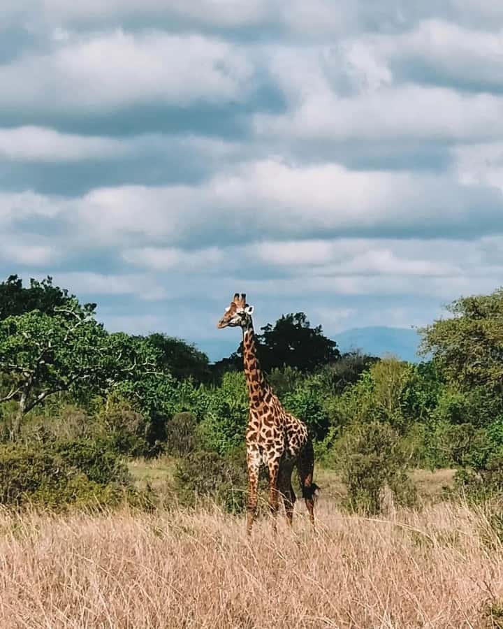 SAFARI WILDLIFE FROM ZANZIBAR TO MIKUMI 3 DAYS AND 2 NIGHTS - Day two: the full Mikumi game drive