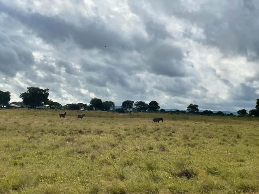 SAFARI WILDLIFE FROM ZANZIBAR TO MIKUMI 3 DAYS AND 2 NIGHTS - Day three: train back to Dar es Salaam and boat to Zanzibar