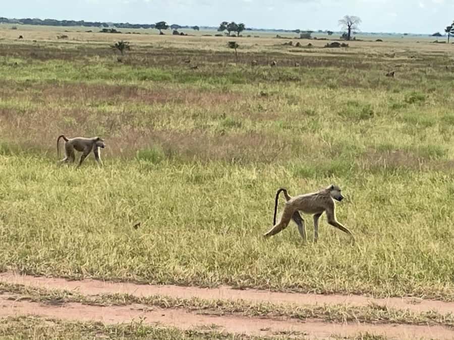 SAFARI WILDLIFE FROM ZANZIBAR TO MIKUMI 3 DAYS AND 2 NIGHTS - Guides, drivers, and the private format