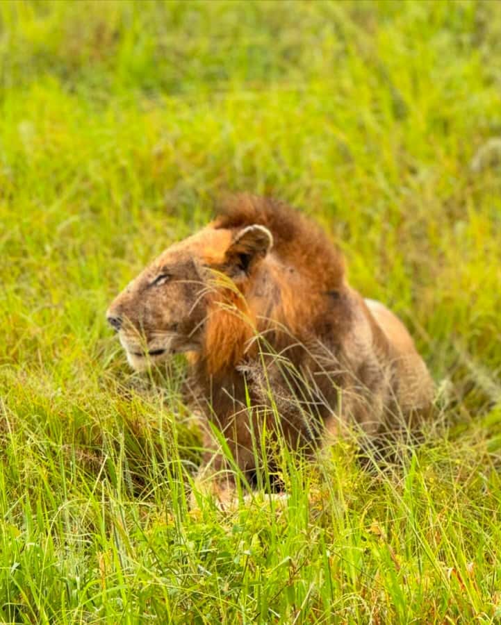 SAFARI WILDLIFE FROM ZANZIBAR TO MIKUMI 3 DAYS AND 2 NIGHTS - The main tradeoffs to consider