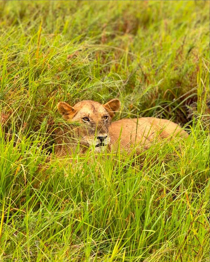 SAFARI WILDLIFE FROM ZANZIBAR TO MIKUMI 3 DAYS AND 2 NIGHTS - Who will get the most from this safari?