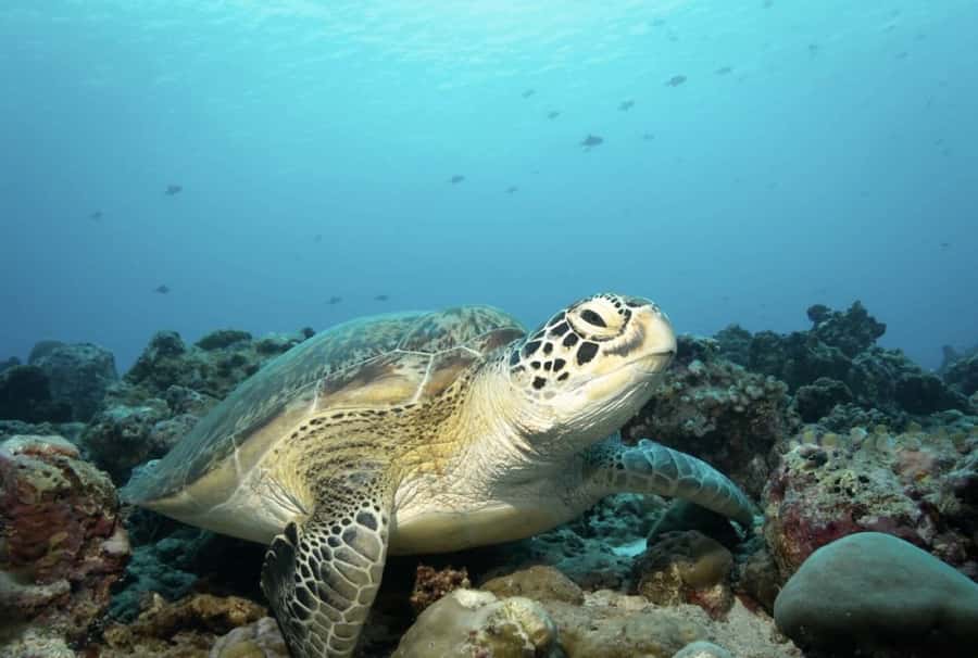 Salaam Cave, Starfish Adventure, The Rock Lunch, Kuza Cave - A full southern Zanzibar day for $170