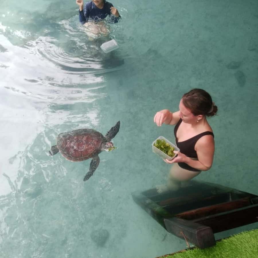 SALAAM CAVE: Swim with turtles & Dine at The Rock Restaurant - Guides who add value between the stops
