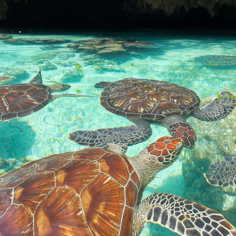 SALAAM CAVE: Swim with turtles & Dine at The Rock Restaurant - The Rock Restaurant: spectacular setting, costly meal