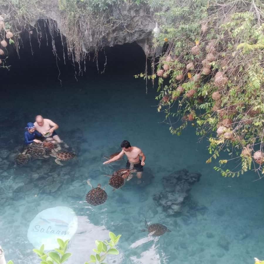 SALAAM CAVE: Swim with turtles & Dine at The Rock Restaurant - What the $60 price really buys