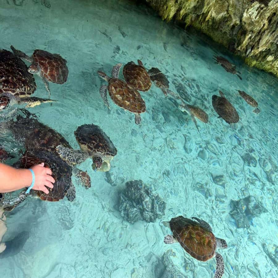 SALAAM CAVE: Swim with turtles & Dine at The Rock Restaurant - The day’s pace and practical demands