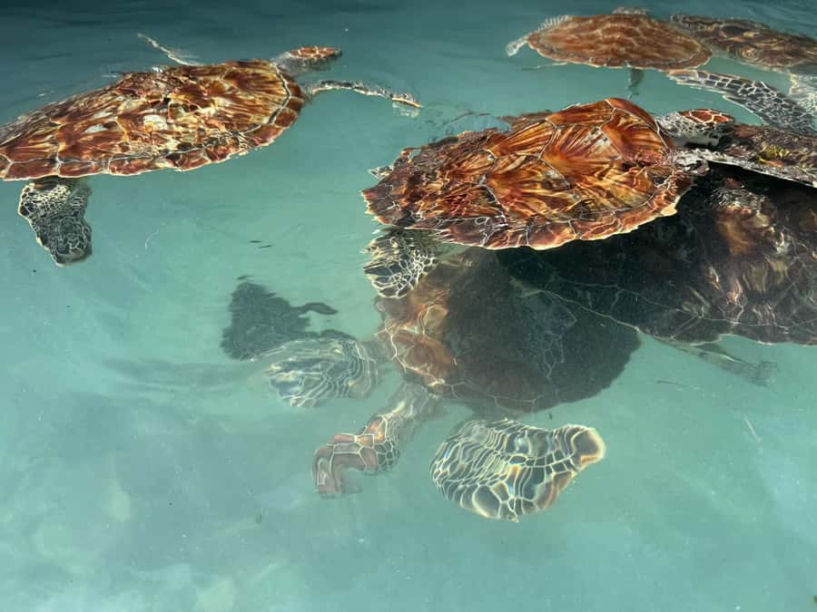 Salaam Cave Swimming with turtles, Mtende Beach & The Rock - Is $51 good value?