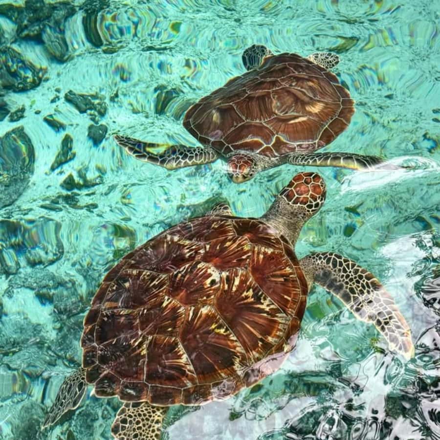 Salaam Cave Swimming with turtles, Mtende Beach & The Rock - The private format and guide quality
