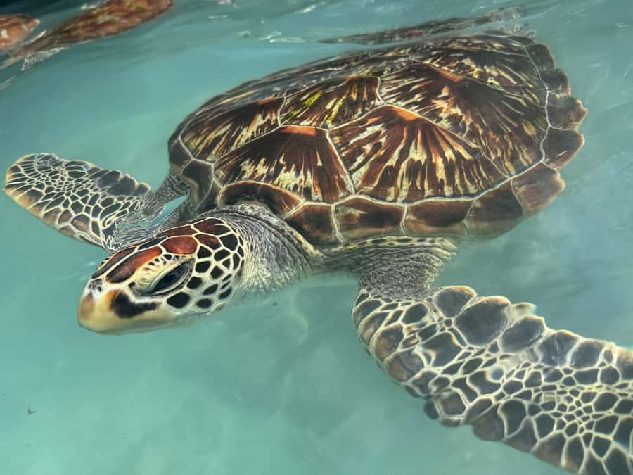 Salaam Cave Swimming with turtles, Mtende Beach & The Rock - What to bring and what to expect