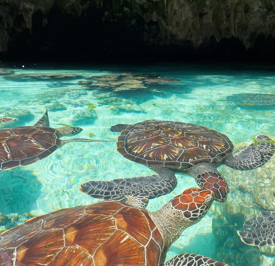 Salam cave turles swimming, paje beach , the Rock Restaurant - Salaam Cave and Zanzibar’s sea turtle work