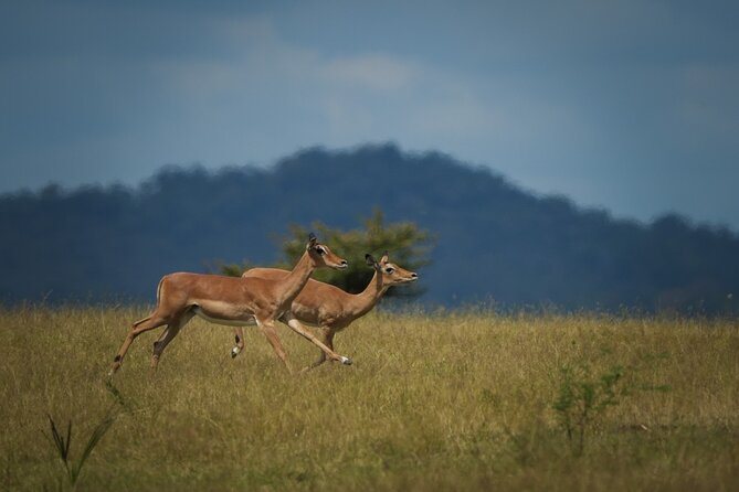 Selous Luxury Day Safari with Photographer - From Zanzibar airport to Mtemere airstrip