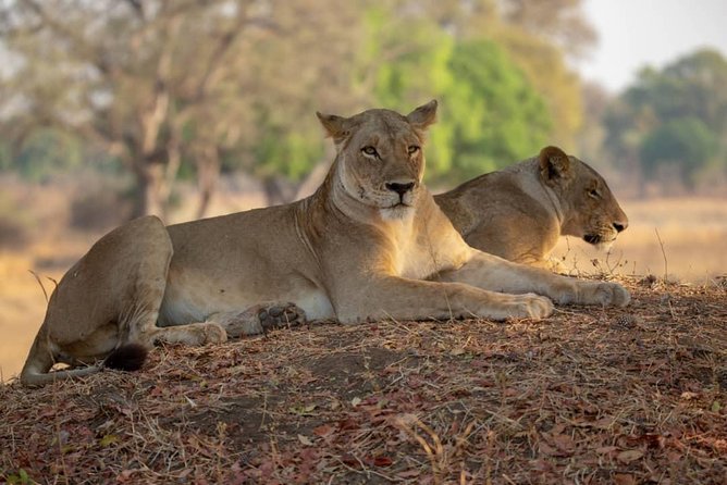 Selous/Nyerere National Park Day Trip - The main tradeoff: safari time versus road time