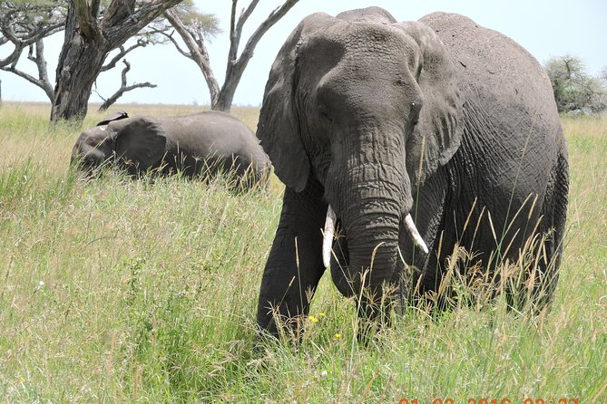 Serengeti 2-Day Safari from Mwanza - Key points to know before booking