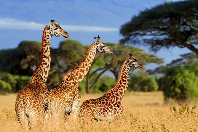 Serengeti 2-Day Safari from Mwanza - Why a short safari from Mwanza makes sense