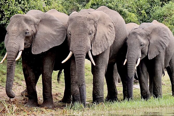 Serengeti 2-Day Safari from Mwanza - What past departures reveal about the guiding
