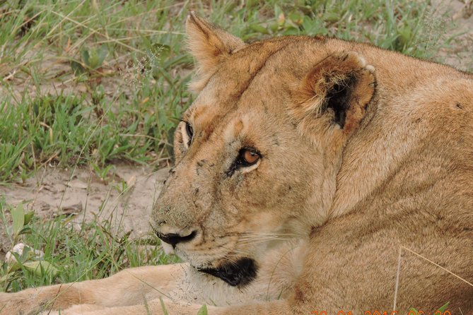 Serengeti 2-Day Safari from Mwanza - Leaving Mwanza at 6:30 am