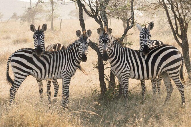 Serengeti Balloon Safari and authentic bush breakfast - Key points at a glance