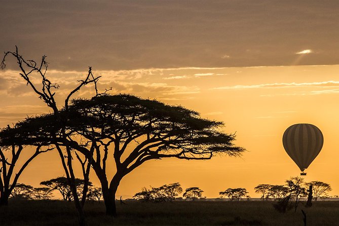 A balloon lifting over acacia trees at first light on the Serengeti